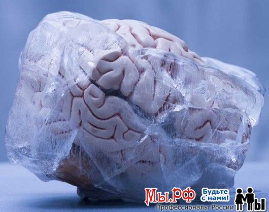 Китайские ученые научились замораживать мозг человека без повреждений.